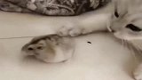 仓鼠每次被猫咬，为啥这么淡定！网友：因为后台够强大！