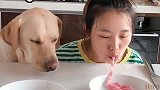 拉布拉多吃完自己的面条，想吃主人碗里的，不曾想主人早有防备