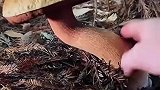 采蘑菇的乐趣到底有多大呢？