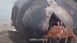 关公蟹在沙滩发现头死鲸鱼，三分钟过后，场面太壮观！