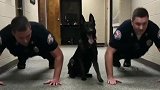 警犬陪警察叔叔做俯卧撑，呆萌的动作，萌翻了所有人