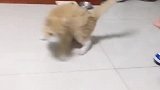 猫：咋回事，身体咋还飘了！