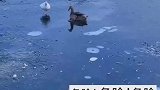 鸭子被冻在冰面无法动弹，大爷划船破冰硬核救援