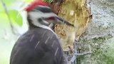 啄木鸟啄树真的是，在治病吗
