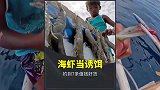 用价值高昂的海虾当诱饵，渔民钓到7条值钱的鱼获！