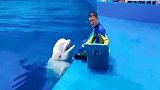 好一个傲娇的白鲸，想吃鱼但就是不服软！