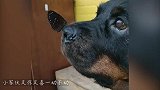 蝴蝶落在狗狗鼻子上，小家伙又惊又喜一动不动，镜头记录暖心一幕