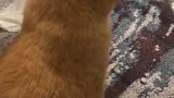 猫：我在考虑问题呢，别打扰我！