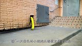 当贪吃蛇来到现实世界，会发生什么趣事？全程高能别眨眼！
