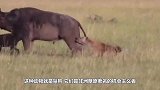 鬣狗女王出门觅食，留下幼崽无人看管，狮子趁机对小鬣狗进行残杀