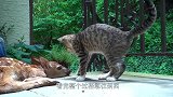 猫咪不停的挑衅小鹿，但小鹿无动于衷，镜头记录搞笑全过程！