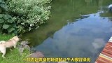 狗狗看着河里游动的鱼儿，只能流着口水带着遗憾，太无奈了