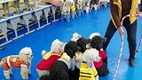 一群可爱小狗一起跳绳