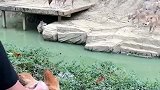 饲养员向对面的狼群扔了一只鸡，结果母鸡居然自己飞了回来！