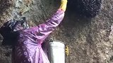 藏在悬崖上的宝贝，山里人靠这为生，脚底下就是悬崖！