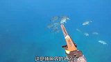 渔民捕获到两条大鲹鱼，遭鲨鱼半路截胡