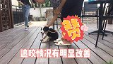 3个月边牧幼犬爱追咬，主人甚至害怕接触，调教后狗狗大大改善