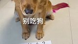 名副其实的心机狗