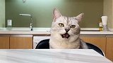 小猫咪变得更粘人了！