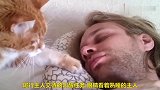 猫咪叫主人起床，轻轻拍主人的鼻尖挠主人的头发，太有爱了