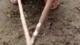 男子用木棍自制神器，捕捉地里的蚯蚓