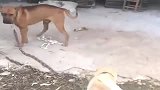 中华田园犬太嚣张了，跑到比特犬的地盘上撒野