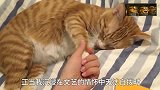橘猫：快梦到俺的梦中情人了，谁到底是谁扰乱我的美梦，好气！
