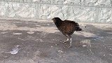 小杜娟：鸡多势众，我还是跑吧