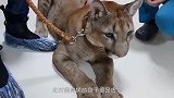 被主人带去打针的大猫，一脸心酸：不和你玩了