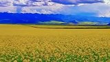 门源油菜花海，已是最佳花开季