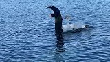 英国：渔夫试图解开缠在天鹅幼崽身上的钓线，结果遭成年天鹅攻击