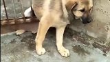 狗子：还不来救我，就知道嘲笑我！