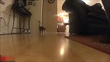 看这猫咪跳跃的样子，真是好活泼啊，想养猫咪了呢！