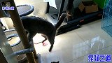 胖公猫上猫架，灵活的身姿让人意外，丑萌丑萌的大脸太招人喜欢了