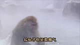 猴哥洗澡互相搓泥，这是一条有味道的视频