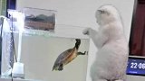 猫咪和乌龟的较量，看谁速度更快