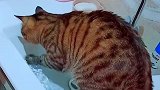 猫：我来试试水温咋样！