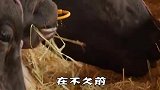 世界上最贵的牛