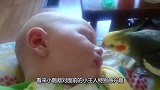 鹦鹉看到小主人睡在沙发上，立马凑过去亲吻小主人，画面令人暖心