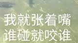 我就张着嘴，谁碰我咬谁