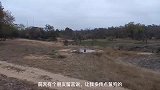 鬣狗这是在泡澡还是想要摸鱼？