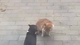偶遇流浪猫打架，这打一次下来不得一件“羽绒服