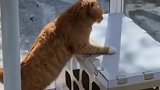 猫猫爬铁屋没想到直接压塌，大猫，真没想到我这么重了