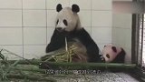 熊猫宝宝打妈妈，结果被熊猫妈妈摁着一顿打，场面笑翻了