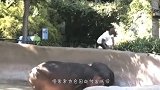 游客围观野牛吃草，野牛感觉到了不自在，直接将女孩顶飞上天！