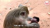猴妈妈的态度让人怀疑，小猴子到底是不是亲生，对孩子都爱答不理