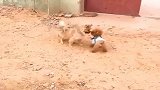 狗狗之间的明争暗斗！泰迪：你过来啊，中华田园犬：揍你哦！