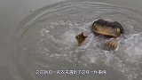 农夫半夜听到动物惨叫声，起身一看直接乐坏了！镜头记录全过程！