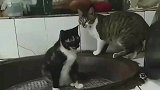 猫咪蒸桑拿满脸黝黑看呆主人