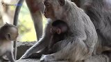 猴子受了委屈，跑来向妈妈报告，有意思